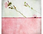 Pole Rose