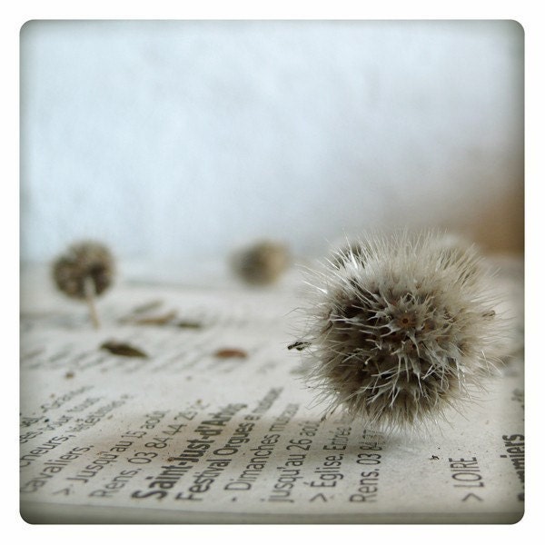 piquant blanc