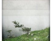 bonsai