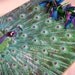 PEACOCK CLIPBOARD