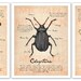 Field Journal illustrations - 3 pack 11x14