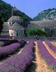 8 oz or 1/2 pound - Very Fine Quality French Lavender Buds from Provence