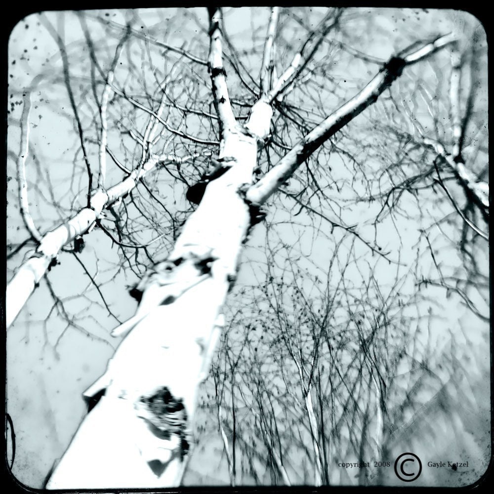 Cyan Tree Photograph--Birch Trees Cyan--TTV 5x5 Fine Art