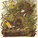 Vintage Bird Print - Meadow Lark - Audubon