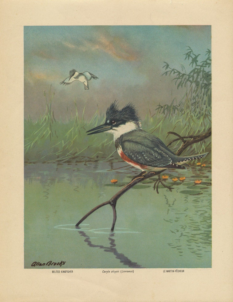 Vintage Bird Print - Belted Kingfisher - Allan Brooks Lithograph