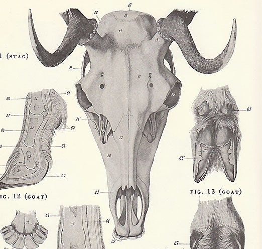 Goat+Anatomy+Posters Goat Anatomy Posters http://www.etsy.com/listing/19970775/set-of-2 ...