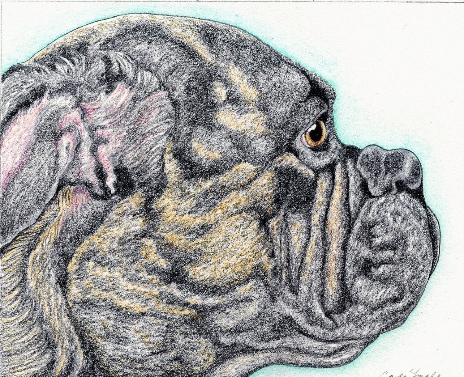 Custom Pet Portrait-6 x 8 Original Pencil Drawing-Dog Art-Carla Smale