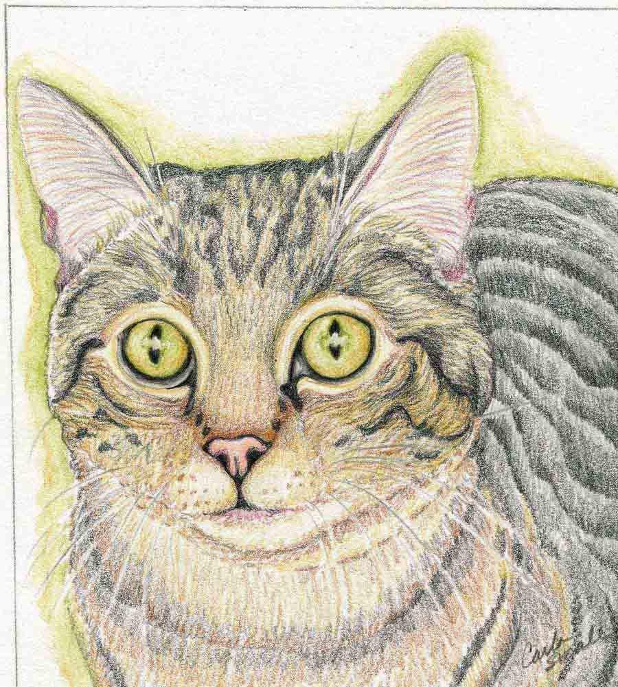 Tabby Cat Original Pencil Drawing Painting Pet by carlascreatures