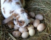 Organic Egg Gourds - Grow a Gourd Garden