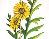 Compass Plant 1954 Wildflower Vintage Book Plate For Framing p205