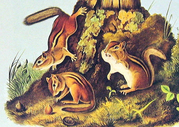 Eastern Chipmunk 1976 Vintage Audubon Animal Print Book Plate