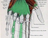 1947 Anatomy Book Plate Palm of Hand p257
