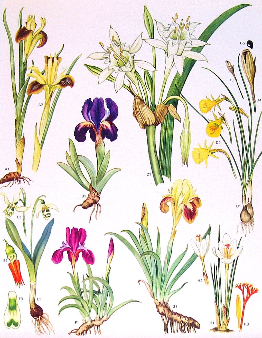 Vintage 1970 Mediterranean Flowers Book Plate Iris, Sea Lily, Narcissus p42