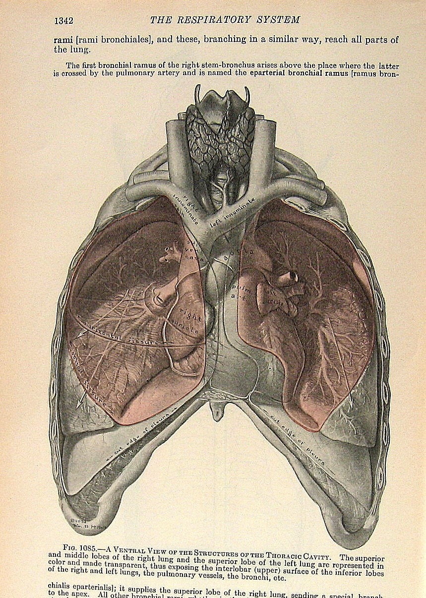 Thoracic Cavity 2 Sided 1933 Human Anatomy by mysunshinevintage