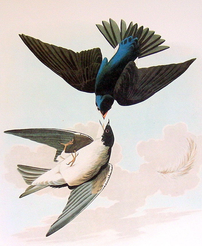 Large 2 Sided 1981 Vintage Audubon Bird Book Plate Tree Swallow, Barn Swallow