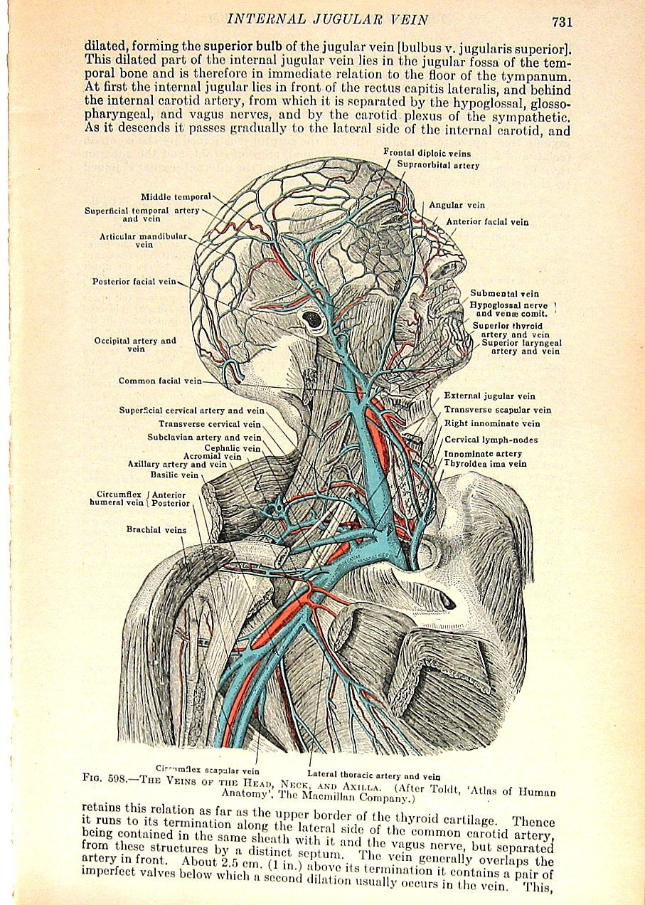 Human Anatomy Head