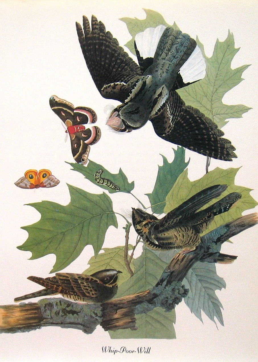 Audubon Prints