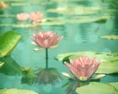 Landscape Photograph, Flowers, Nature Photo, Lotus Picture, Pink, Aqua, Green, Blue, Waterlillies, 5x5 inch Print -Dancing in Stillness