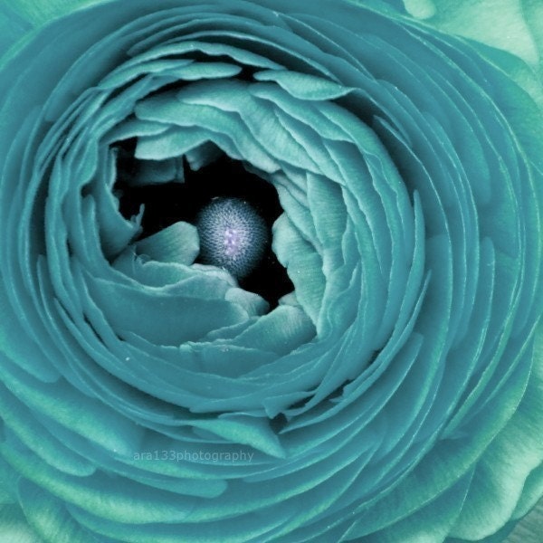 Nature Photograph, Ranunculus, Flower, Still Life Photo, Monochromatic, Teal, Blue - 8x8 inch Print-Seaflower