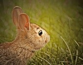 50% OFF SALE- Animal Photograph, Nature, Cute, Easter Bunny, Green, Brown, Yellow - 5x5 inch Print-A Bunny Named Zephyr