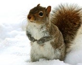 Animal Photograph, Winter Photo, Squirrel Picture, Grey, Brown, White, Cute, Woodland- 4x6 inch Print -I Would Like The Cookie