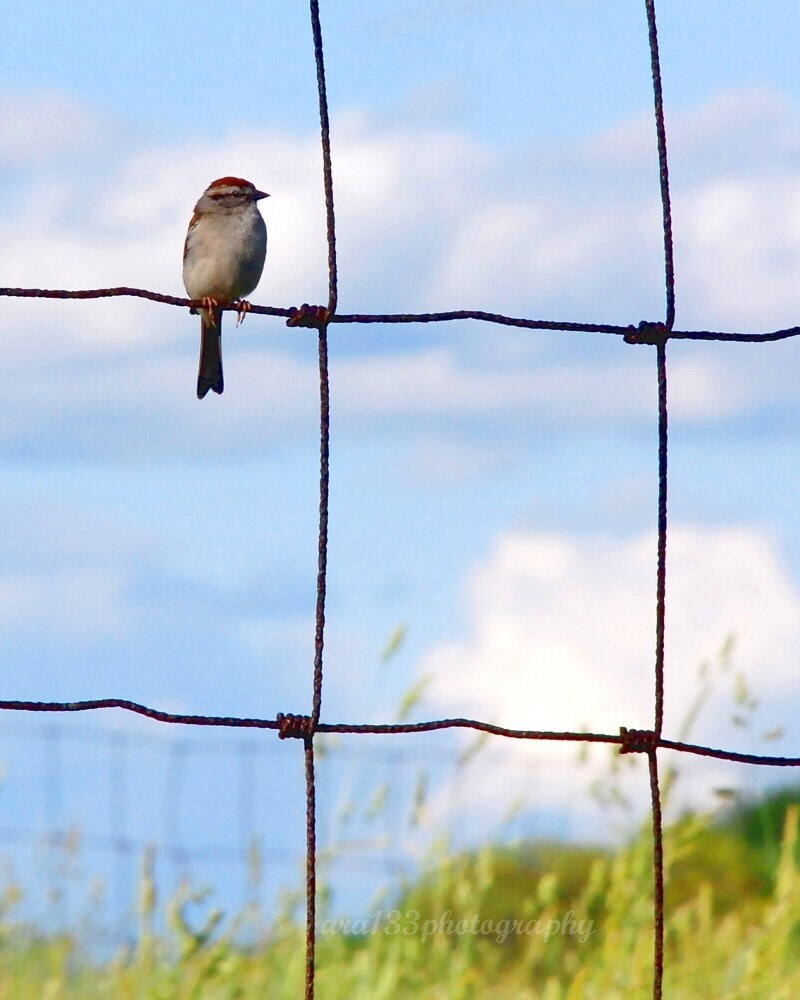 50% OFF SALE- Sparrow Photo, Animal Photography, Bird Photograph, Blue, Green, White, Nature Picture, 8x10 inch Print-The Littlest Surveyor