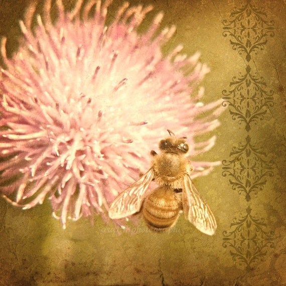 Large Nature Photograph, Honeybee Picture, Pink Flower, Bee Photo, Animal Photography- 20 x 20 inch Print - Hymenoptera