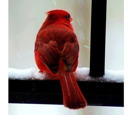 Nature Photography, Red, Black, White, Cardinal, Bird Photo, Portrait, Animal Picture - 8x8 inch Print- Cardinal in the Snow