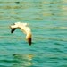 Ocean Photograph, Nautical, Seagull, Animal Photography, Bird, Wall Decor, Water - 5x5 inch print - "thoughts in the wind"