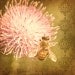 Large Nature Photograph, Honeybee Picture, Pink Flower, Bee Photo, Animal Photography- 20 x 20 inch Print - Hymenoptera