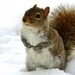 Animal Photograph, Winter Photo, Squirrel Picture, Grey, Brown, White, Cute, Woodland- 4x6 inch Print -I Would Like The Cookie