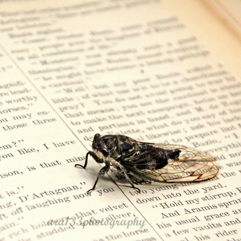Nature Photography, Geekery, Cicada, Insect Photo, Animal Picture, Brown, Green, Grey, 5x5 inch Print - A Cicada and His Daydreams