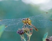 Smiling Dragonfly - Photo Greeting Card
