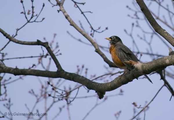Sign of Spring - 5x7 Photograph