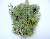 Lichen Moss Terrarium Organic Supplies Raindeer Beard Lichen - Natural Authentic Forest
