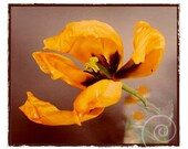 Photography Tulip Botanical Print Shabby Chic Country Life