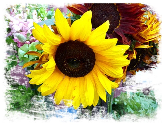 Sunflower Photograph Spring Botanical Fine Art