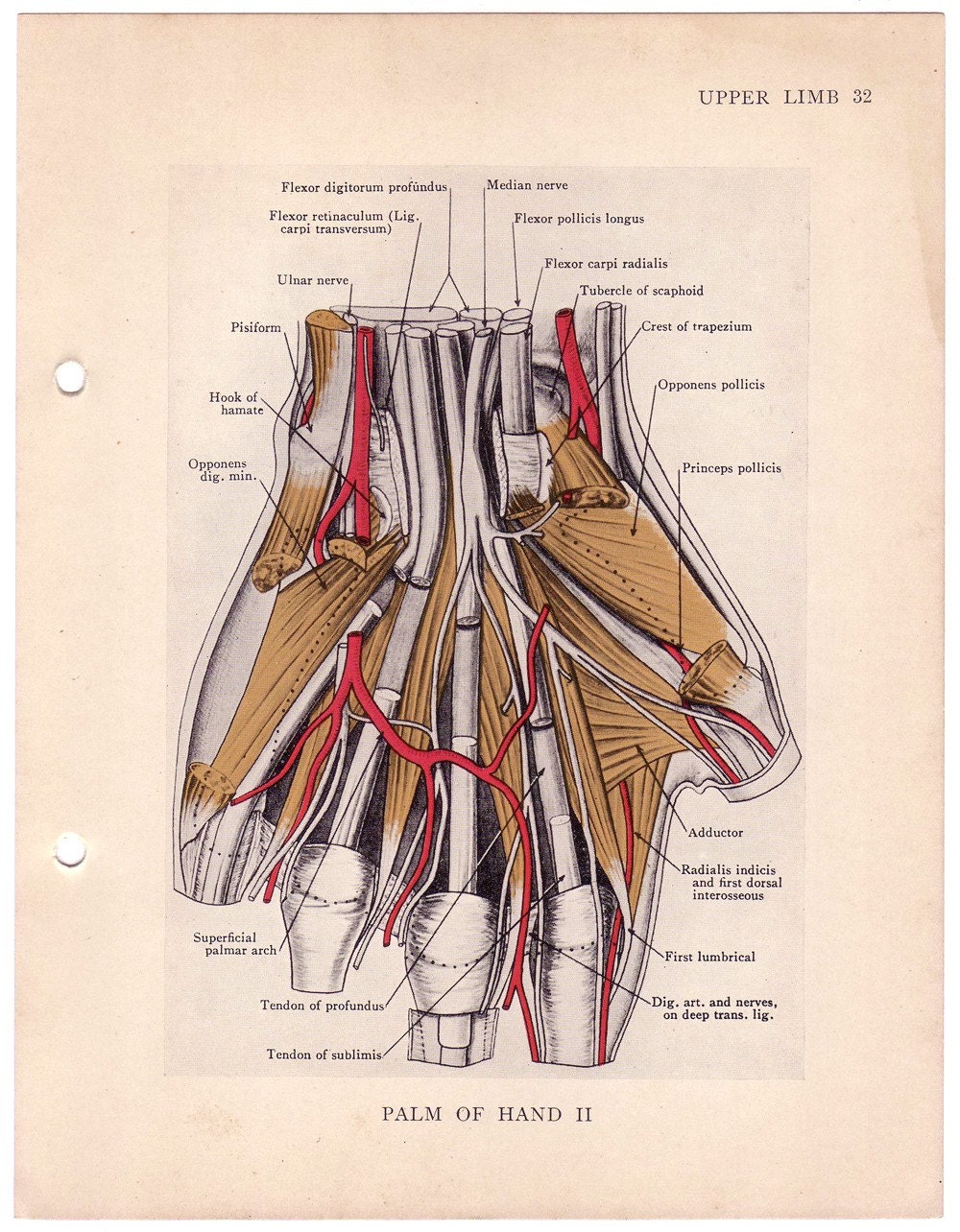 anatomy of a hand palm up