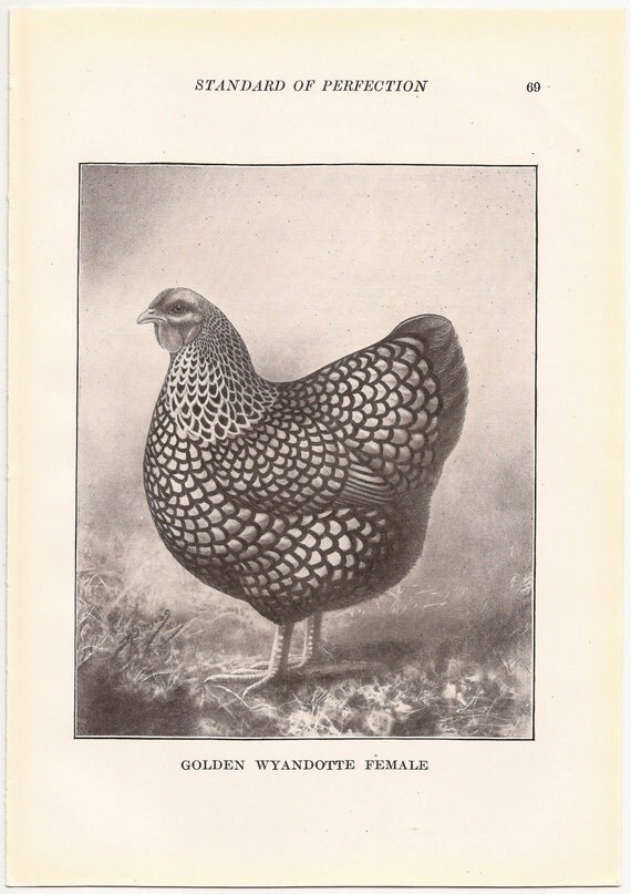 1910 Vintage GOLDEN WYANDOTTE Poultry Illustrations - Set of 2 Illustrations