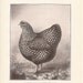 1910 Vintage GOLDEN WYANDOTTE Poultry Illustrations - Set of 2 Illustrations