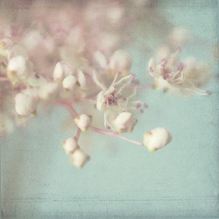 Soft Focus Photograph, Flower Photo, Title Filipendula 3, a  Fine Art Print Pink and Turquoise, Shabby Chic Wall Art