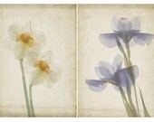 Two Botanical Art Prints, Scanned Flowers,  Iris and Daffodil  Floral Wall Decor, White Blue, Sepia