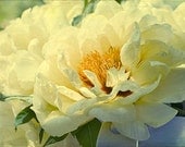 Yellow  Peony Photograph, Flower Photography, Fine Art Nature Print, Floral Wall Decor