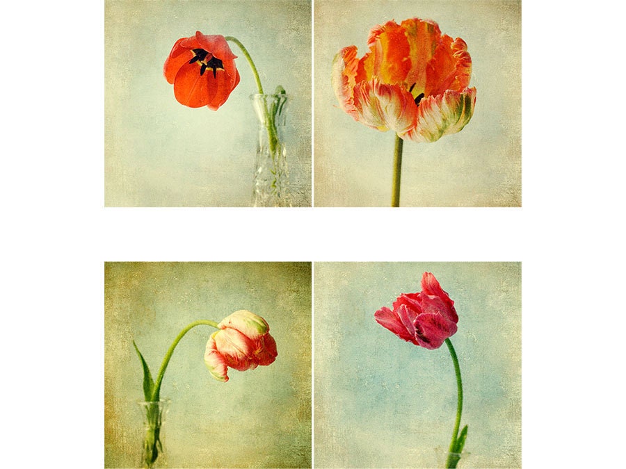Red Tulips Wall Decor,  Four Red Flower Photographs,  Holiday Decor,  Botanical Art Prints,  Shabby Chic Home Decor,