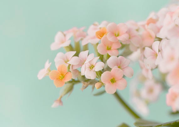 Coral Flower Still Life Photograph, Floral Art Print,  Shabby Chic Wall Decor, Pink on Turquoise
