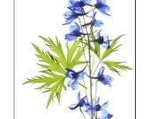 Delphinium Still Life, Floral Art Print, Scanned Flower Botanical Print,  Blue Chartreuse Wall Decor