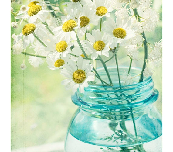 White Daisy Still Life Photograph Turquoise Wall by JudyStalus
