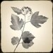 Sepia Botanical Art Prints, Monochromatic Wall Decor, Scanned Flowers and Foliage, Shabby Chic Home
