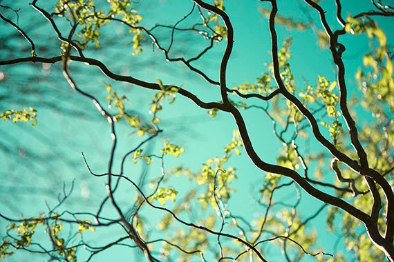 Four Sky Landscape Photographs, Nature Photography,  Turquoise, Chartreuse Wall Decor