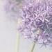 Allium Flower Photograph, Soft, Ethereal Floral Print, Purple Wall Decor. Floral Still Life